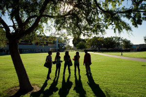 Students standing under a tree